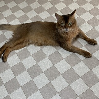 ずっとのお家を募集中