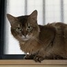 ずっとのお家を募集中 サムネイル2