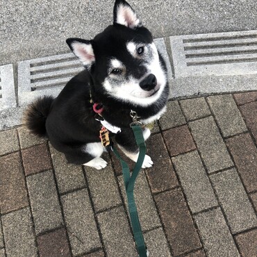ご機嫌さん