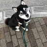 ご機嫌さん