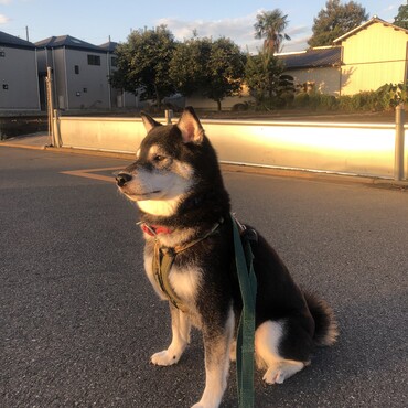 たまにはキリっと