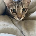 美猫！サバトラちゃん！