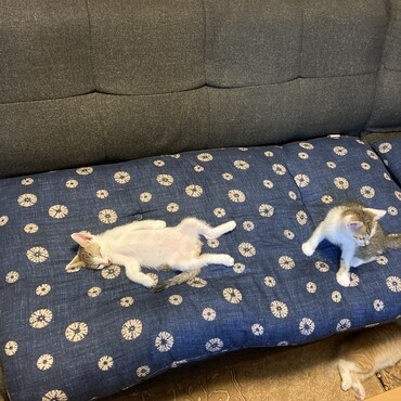 大胆な寝方（笑）リラックスしてるね〜