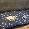 大胆な寝方（笑）リラックスしてるね〜