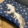 リンクしてる〜！