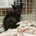 子猫の里親さん募集