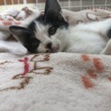 小さな子猫ちゃん