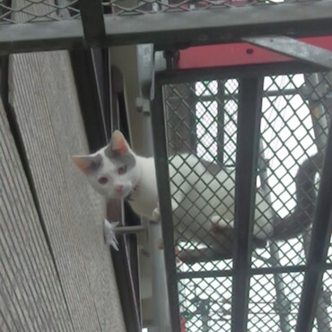 足場で遊ぶミラージュ