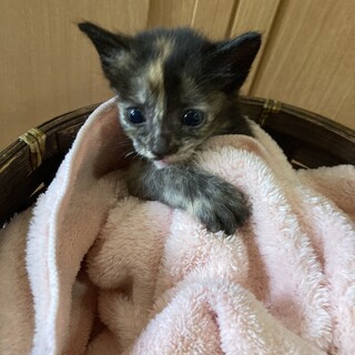 可愛いサビ猫ちゃんです
