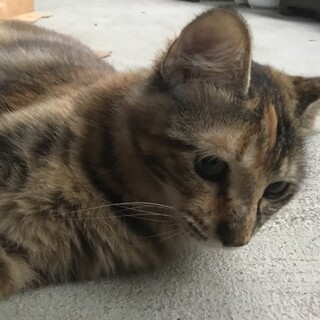 5カ月の女の子里親募集！トライアル決定！