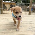 甘えん坊のセン君1ヶ月半