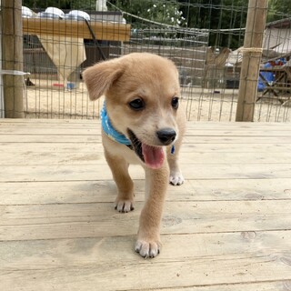 甘えん坊のセン君1ヶ月半