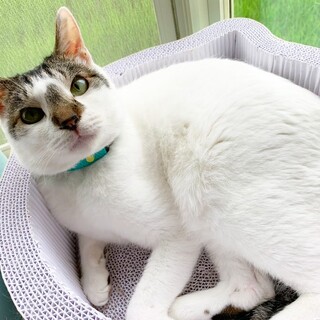 【3歳】添い寝してくれちゃう甘えん坊『ソイくん』