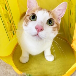 【2歳】アーモンドの瞳、可愛いしっぽ『なぎくん』