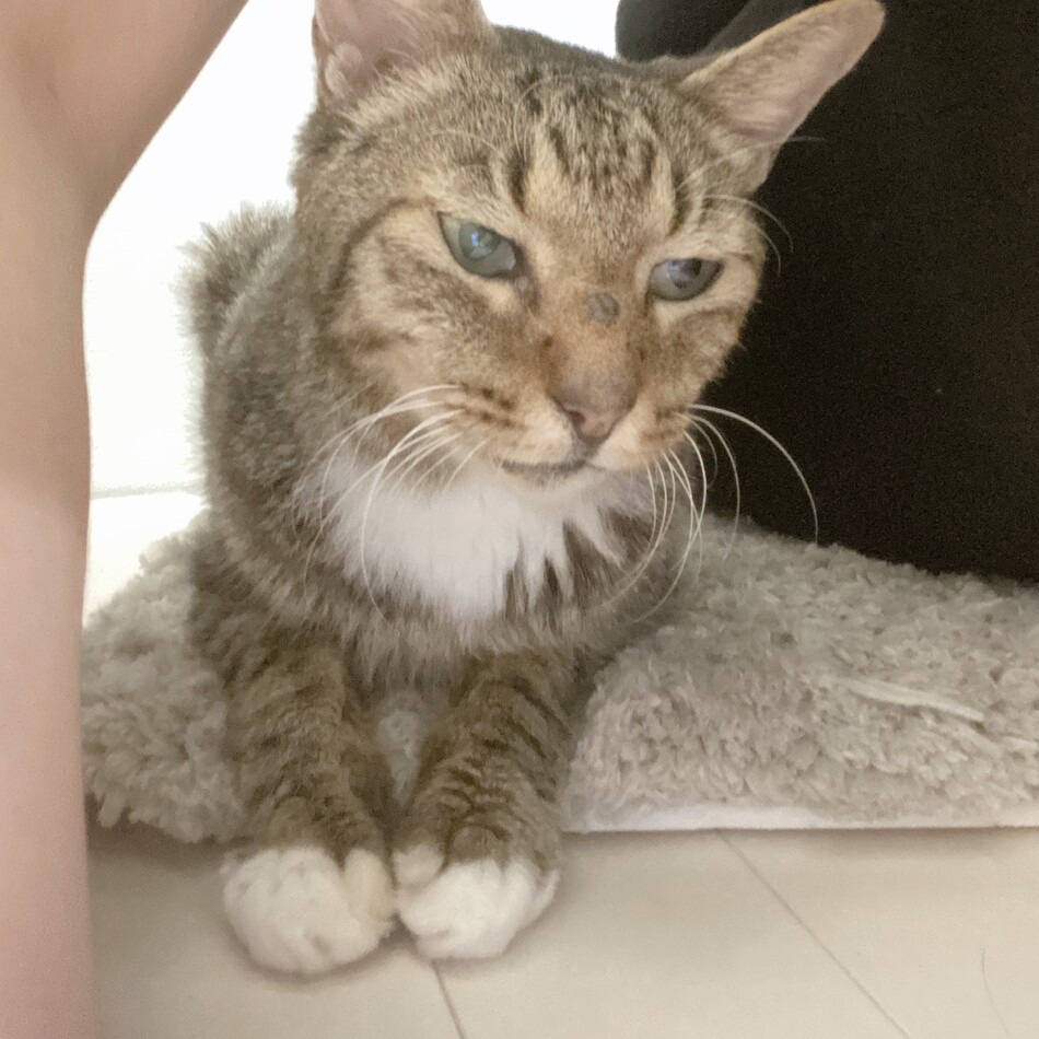 猫ちゃんのカバー写真