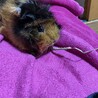 食事