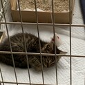 呼ぶと来る人懐っこい仔猫です！