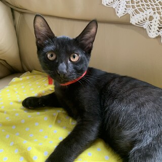 可愛くてお利口な黒猫の男の仔です。
