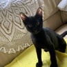 可愛くてお利口な黒猫の男の仔です。 サムネイル2