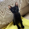 可愛くてお利口な黒猫の男の仔です。 サムネイル3