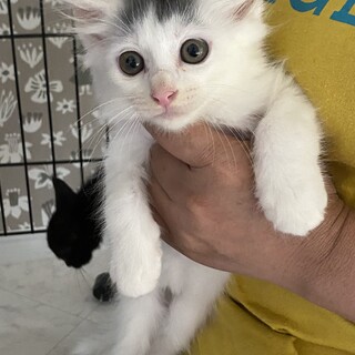 ふわふわ♡長毛2ヶ月♂豆大福くん