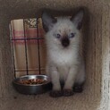 天真爛漫プパちゃん、里親さま決定しました。