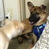 人馴れ特訓中の1歳前後のルーシー　メス❤️ サムネイル3