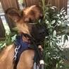 人馴れ特訓中の1歳前後のルーシー　メス❤️ サムネイル5