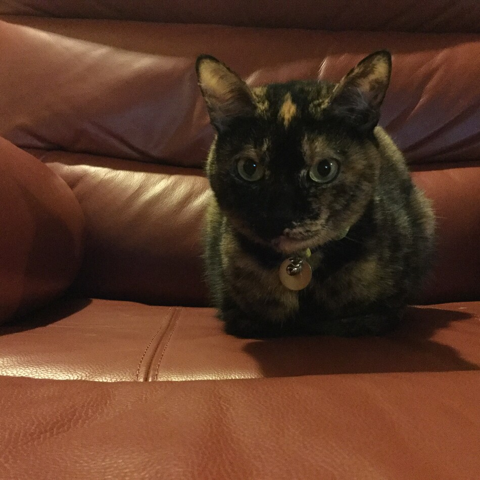 chachaのカバー写真