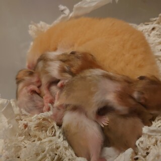 ゴールデンハムスター長毛種　里親募集終了