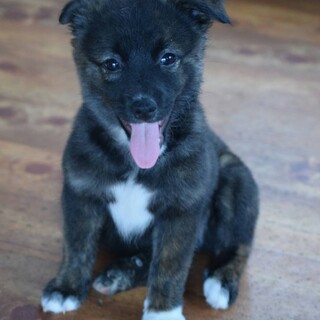 ７月9日生まれ琉球犬MIX5匹