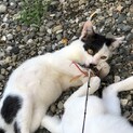 外猫ちゃんの里親募集