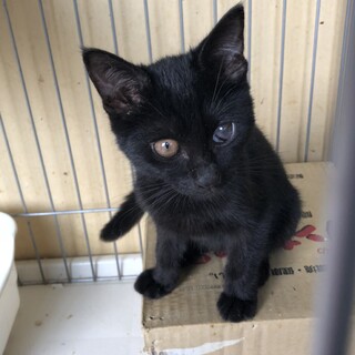 合志市3兄妹のクロちゃん♂6/3生まれ