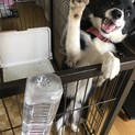 里親募集 (道内の方のみ)