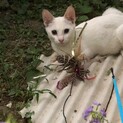 外猫ちゃんの里親募集