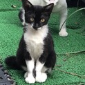 外猫ちゃんの里親募集