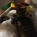 2歳  メス 