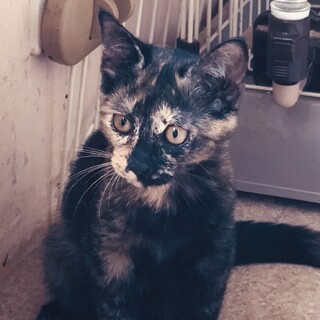 合志市3兄妹のサビちゃん♀6/3生まれ