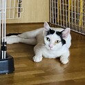 人が好き過ぎるべったり猫です
