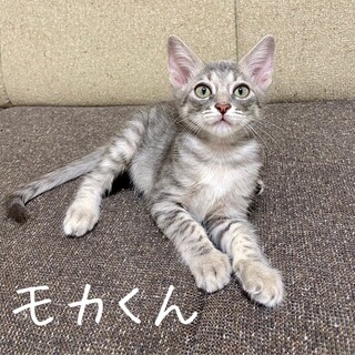 【明日9/20譲渡会】モカくん