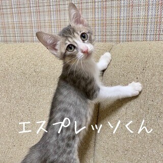 【明日9/20譲渡会】エスプレッソくん