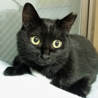 可愛い黒猫のわちゃんです(=^ェ^=)