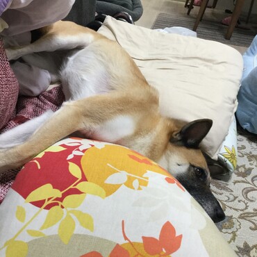 ゴロゴロ、、