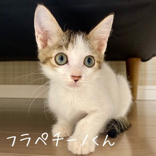【明日9/20譲渡会】フラペチーノくん