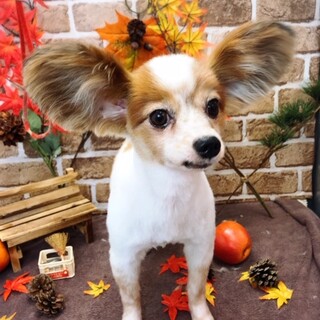 ミッキーみたいなパピヨン推定10歳