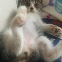 活発で人懐っこい子猫です