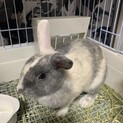 ミニウサギ　だんごちゃん