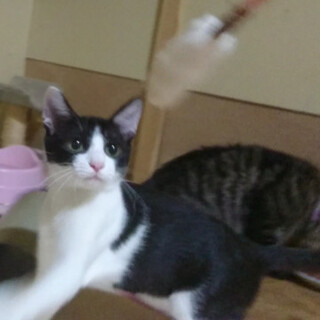 謎がおおいおにぎりちゃん