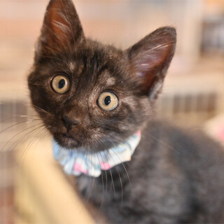 ブラックスモークタビーの元気な男の子