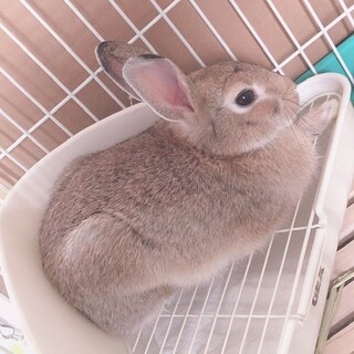 里親さんを探してます(急募)